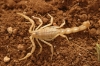 Buthus occitanus