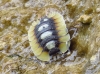 Porcellio expansus Dollfus, 1892