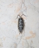 Porcellio expansus Dollfus, 1892
