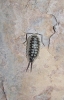 Porcellio expansus Dollfus, 1892