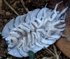 Porcellio expansus Dollfus, 1892
