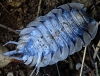 Porcellio expansus Dollfus, 1892