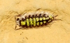 Porcellio haasi Arcangeli 1925