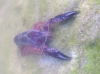 Procambarus clarkii Procambarus clarkii
