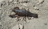 Procambarus clarkii Procambarus clarkii