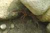 Procambarus clarkii