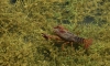 Procambarus clarkii Procambarus clarkii