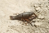 Procambarus clarkii Procambarus clarkii