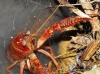 Procambarus clarkii Procambarus clarkii