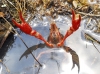 Procambarus clarkii Procambarus clarkii