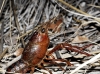 Procambarus clarkii Procambarus clarkii