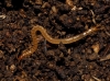 Geophilomorpha Geophilomorpha