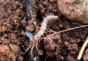 Lithobiomorpha Lithobiomorpha