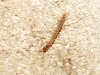 Lithobiomorpha Lithobiomorpha