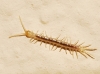 Lithobiomorpha Lithobiomorpha