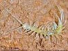 Lithobius jorbai Lithobius jorbai