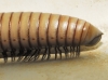 Ommatoiulus rutilans ? 1/2 Ommatoiulus rutilans ? 1/2