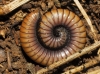 Ommatoiulus rutilans ? Ommatoiulus rutilans ?