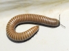 Ommatoiulus rutilans ? 2/2 Ommatoiulus rutilans ? 2/2