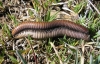 Ommatoiulus rutilans ? Ommatoiulus rutilans ?