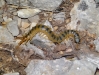 Scolopendra cingulata Scolopendra cingulata