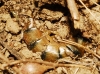 Scolopendra cingulata Latreille, 1829 Scolopendra cingulata Latreille, 1829