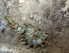 Scolopendra cingulata Latreille, 1829 Scolopendra cingulata Latreille, 1829