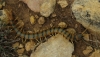 Scolopendra cingulata Latreille, 1829 Scolopendra cingulata Latreille, 1829