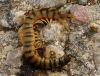 Scolopendra cingulata Latreille, 1829 Scolopendra cingulata Latreille, 1829