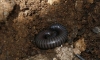 ommatoiolus? ommatoiolus?