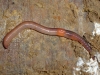 Lumbricus sp.