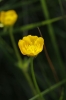 A identificar A identificar