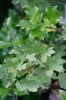 Acer sp. Acer sp.