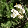 Achillea millefolium ? Achillea millefolium ?
