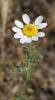 Anacyclus ?? Anacyclus ??