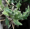 Biscutella sp. Biscutella sp.