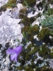 Campanula Campanula