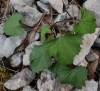 Campanula sp. Campanula sp.