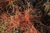 Cuscuta sp. Cuscuta sp.
