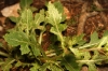 Diplotaxis erucoides ? 1/2 Diplotaxis erucoides ? 1/2