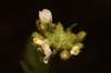 Diplotaxis erucoides ? 2/2 Diplotaxis erucoides ? 2/2