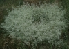 Galium ? Galium ?