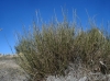 Genista cinerea ? Genista cinerea ?