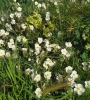 Helianthemum Helianthemum