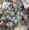 Helichrysum stoechas ? Helichrysum stoechas ?