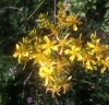Hypericum sp. Hypericum sp.