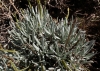 Lavandula latifolia Lavandula latifolia