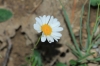 Leucanthemum ? 1d2 Leucanthemum ? 1d2