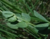 Lotus ? 2/2 Lotus ? 2/2