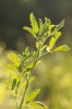 Medicago sativa ? Medicago sativa ?